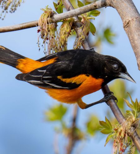 Baltimore Oriole 
