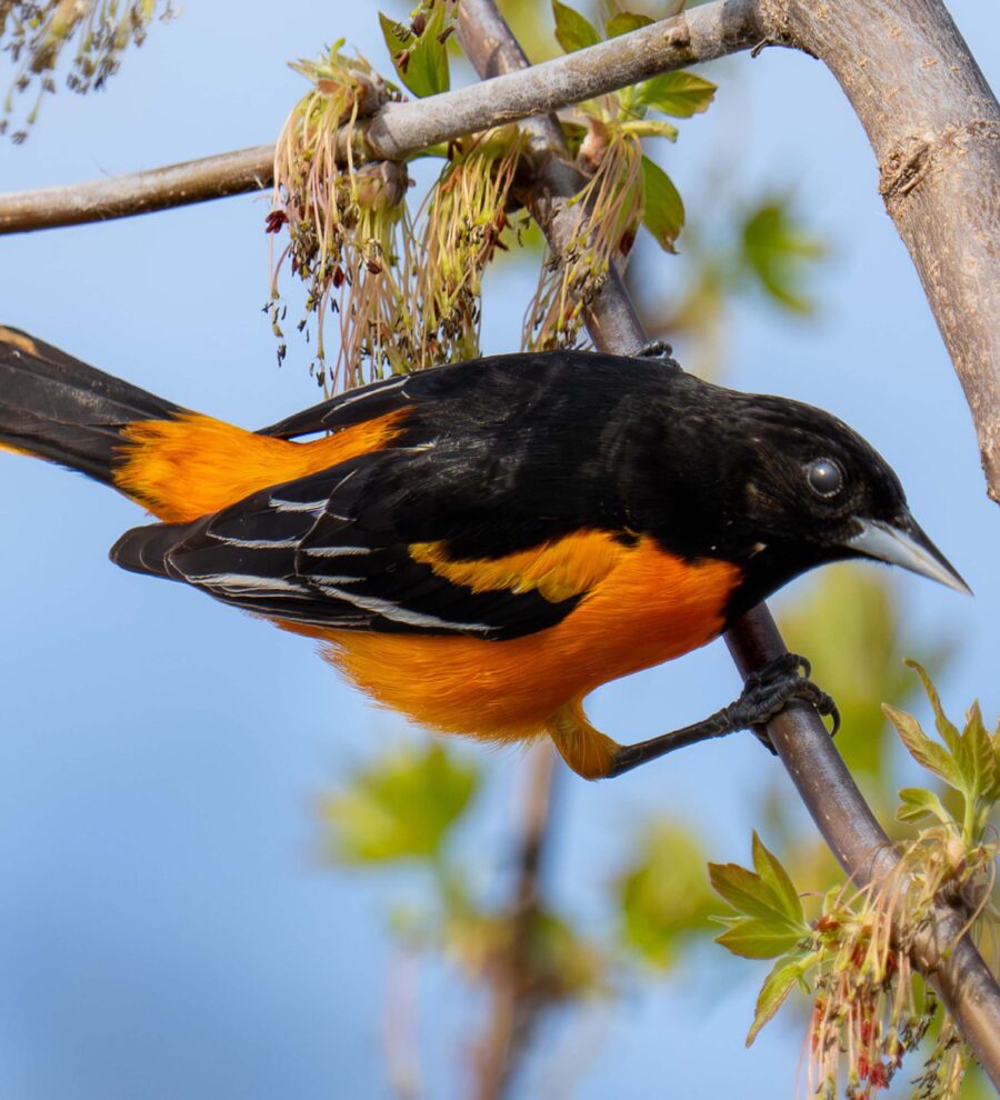 Baltimore Oriole 