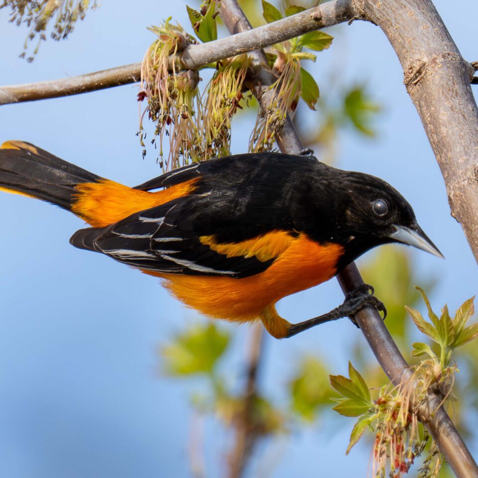 Baltimore Oriole 