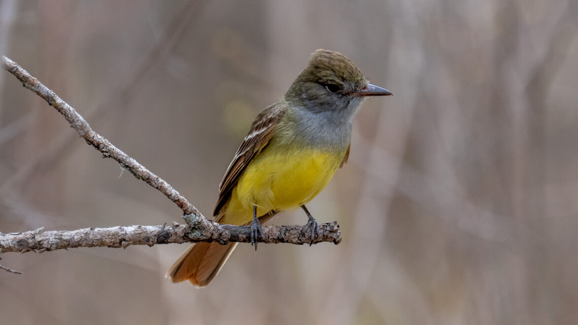 Great Crested Flycatcher at 
